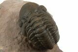 Curled Reedops Trilobite Fossil - Lghaft, Morocco #312367-2